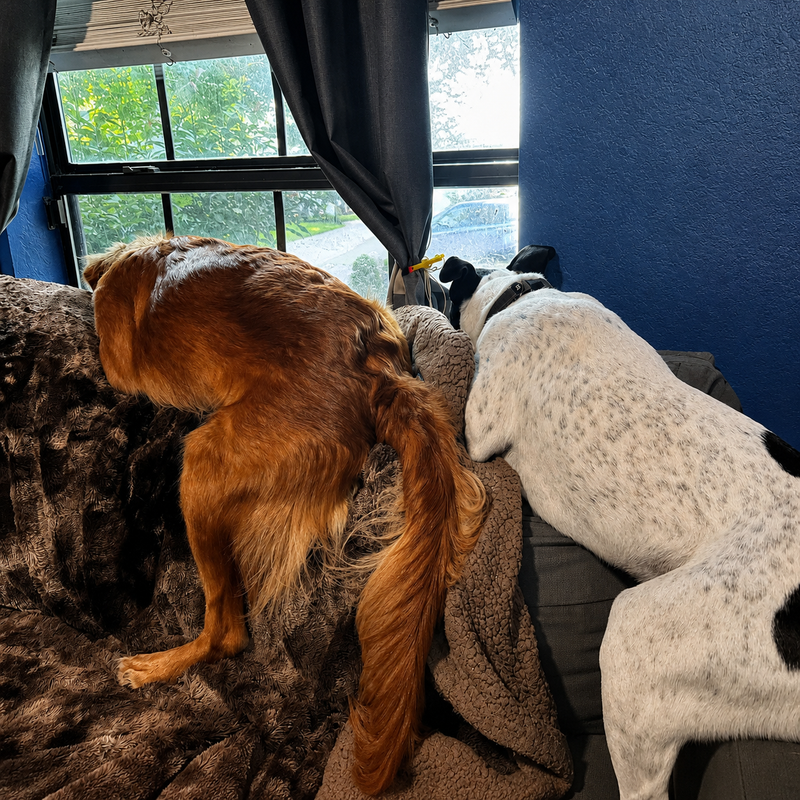 Ton chien n'est pas méchant. Il s'ennuie à mourir.